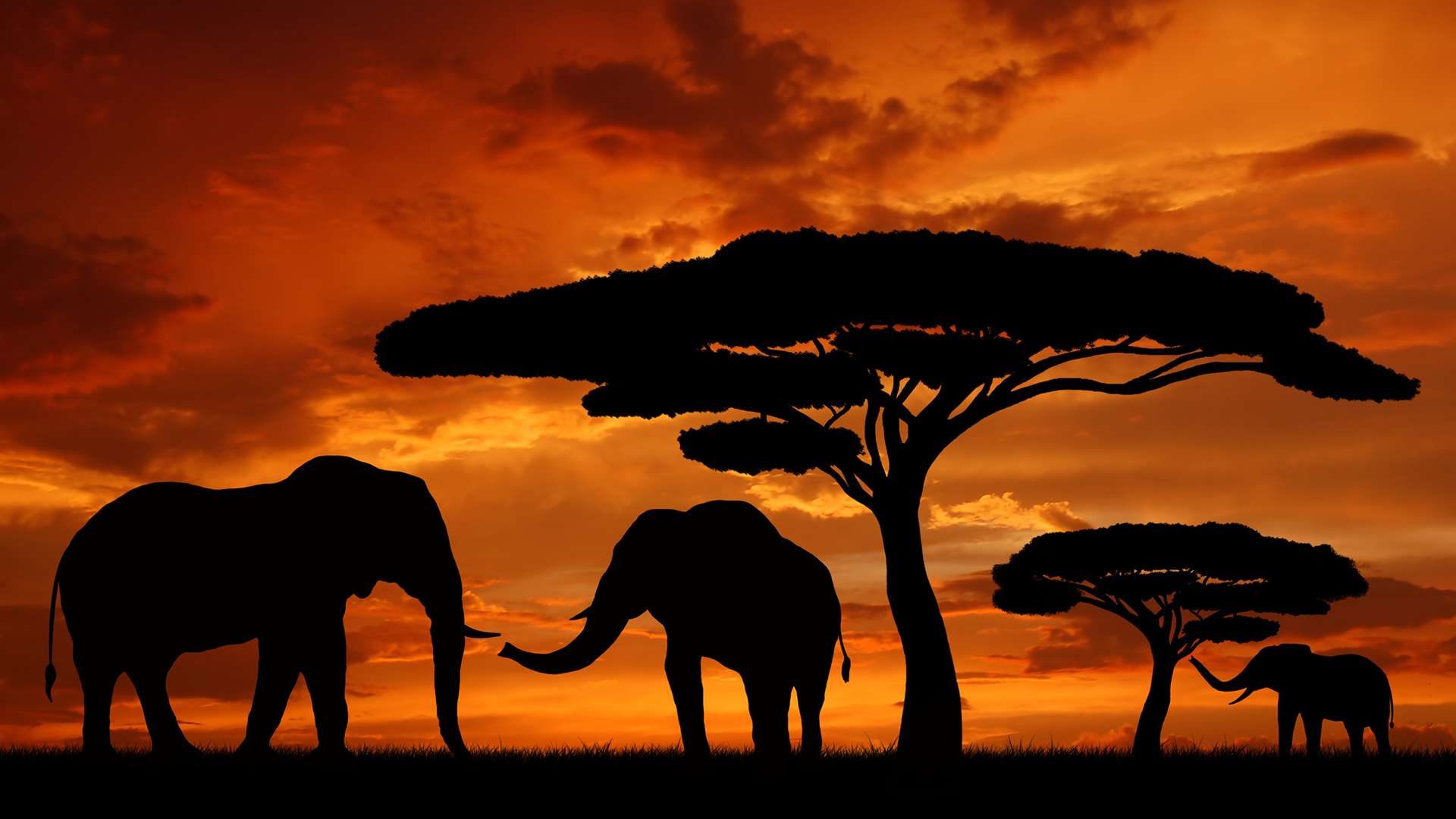 Heart & Soul of Africa Safari Heart & Soul of Africa Safari